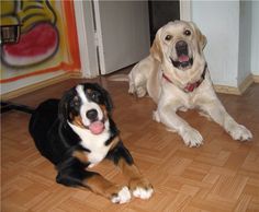 two dogs laying on the floor with their tongue out