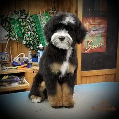 a black and brown dog sitting on top of a table