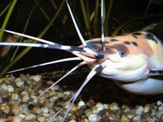 an animal that is laying down in the water with its mouth open and it's tongue out