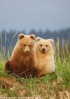 two brown bears are sitting in the grass