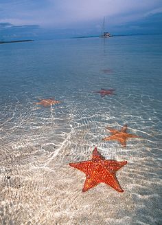 five starfish in shallow water on the beach