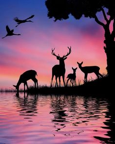 the silhouettes of deer and stags are reflected in the water at sunset