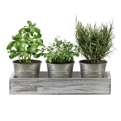 three potted plants in metal containers on a wooden shelf with white background and clipping for text