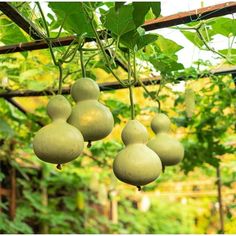 several green fruits hanging from a tree in a garden with lots of greenery behind them