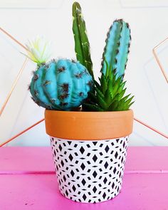 a cactus in a pot on a pink table