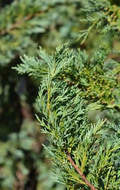 a close up view of the branches of a pine tree