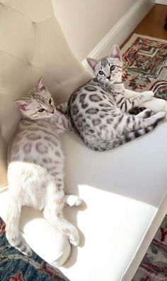 two cats laying on top of a white couch