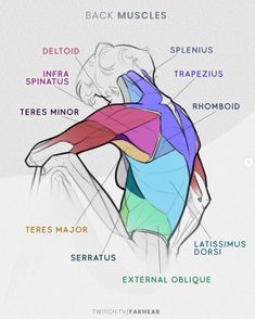 the back muscles are labeled in different colors