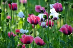 many pink and white flowers in a field