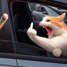 an orange and white cat sticking its head out of a car window with it's paw up