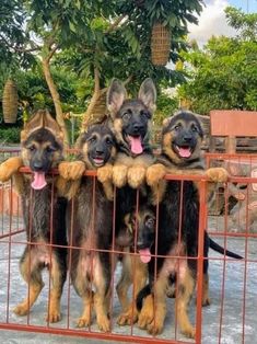 four german shepherd puppies in a cage with their tongue hanging out and looking at the camera