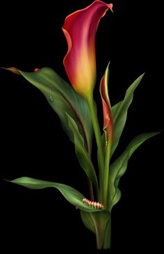 a pink flower with green leaves on a black background