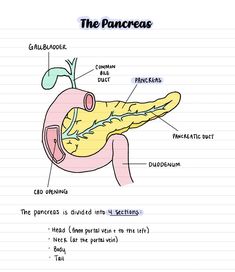 diagram of the pancreas labeled in text on lined paper with additional information about it