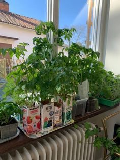 some plants are growing in small pots on a window sill next to a radiator