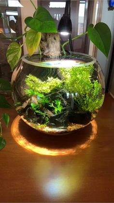 an aquarium filled with plants and rocks on top of a wooden table next to a window