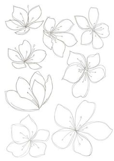 some flowers that are drawn in pencil