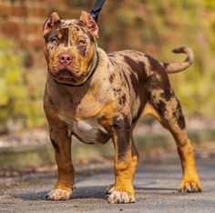 a brown and black dog standing on top of a road