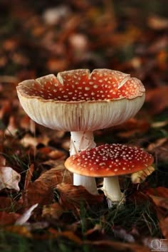 two mushrooms sitting on the ground covered in leaves