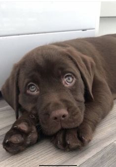 a brown dog laying on the floor next to a radiator with its paws up