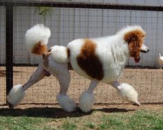 a brown and white poodle is running in the yard