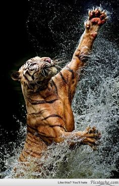 a tiger jumping into the water with its front paws up and it's head in the air