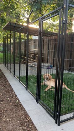 a dog laying down in the grass behind a fenced off area with green grass