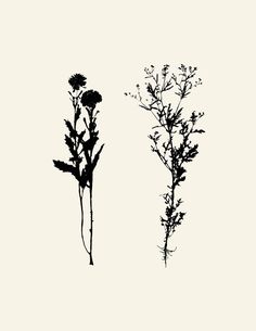 two black and white silhouettes of flowers on a light background, one with long stems