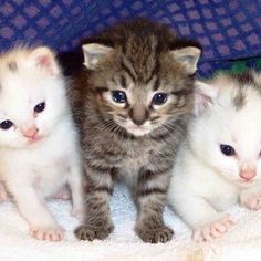 three small kittens are sitting on a blanket and one is looking at the camera