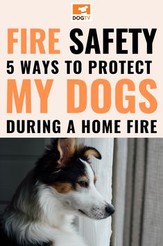 a dog looking out the window with text that reads fire safety 5 ways to protect my dogs during home fire