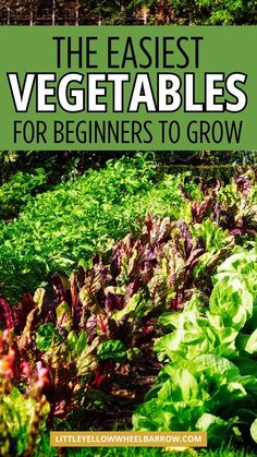 the best vegetables for beginners to grow in their garden, including lettuce and beets