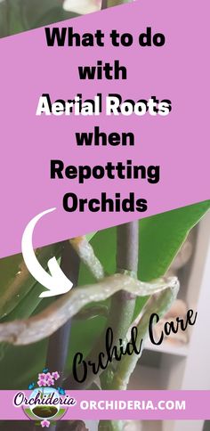 a plant with the words what to do with aerial roots when repotting orchids