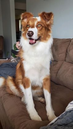 a brown and white dog sitting on top of a couch