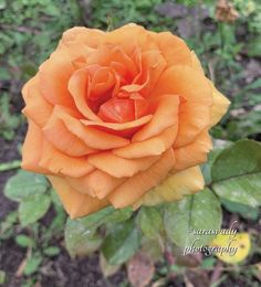 an orange rose is blooming in the garden