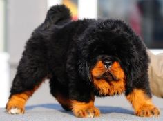 a small black and brown dog standing on top of a cement floor next to a person