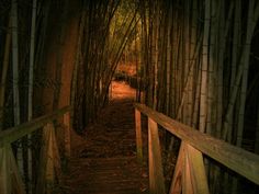 a path in the middle of a bamboo forest