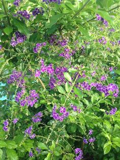 purple flowers are blooming in the bush