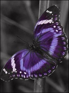 a black and white photo of a purple butterfly sitting on a plant with its wings open