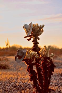 a cactus with two hats on it in the desert