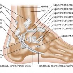 diagram of the foot and ankle with labels on each side, labeled in english or french