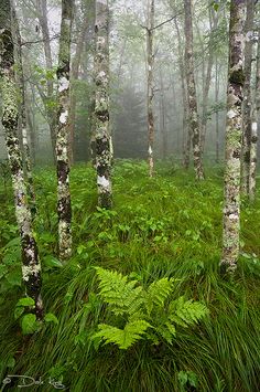 a forest filled with lots of tall trees and green plants in the foggy woods