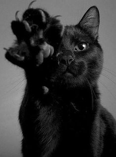 a black cat is reaching up to grab something out of the air with it's paws