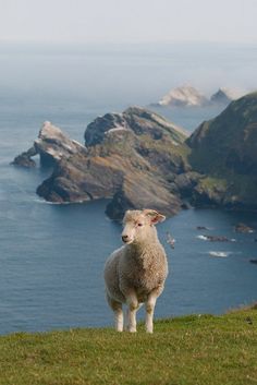 a sheep standing on top of a lush green hillside next to the ocean and mountains