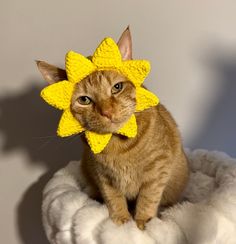 an orange cat wearing a yellow knitted sunflower on top of it's head