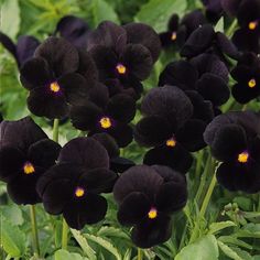 black flowers with yellow centers in the middle of some green leaves and grass on the ground