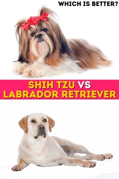 In this we will help you choose between a Shih Tzu and a Labrador Retriever based on your lifestyle and preferences. Whether you're looking for a pint-sized cuddle buddy or a lively adventure partner, we've got you covered! Cuddle Buddy, You Choose, Labrador Retriever, Labrador, Lifestyle