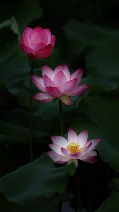 two pink water lilies blooming on top of green leaves in the dark night