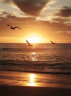 two birds flying over the ocean at sunset