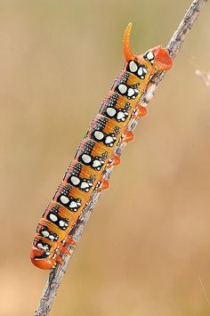 an orange and black caterpillar on a branch