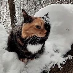 a cat is sitting in the snow next to a tree trunk and looking at the camera