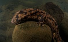 a gecko laying on top of a rock in the water